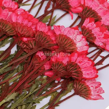 MagiDeal 50pcs/Veliko Pritisnete Cvetje Chrysanthemum za Cvetlični Umetnostne Obrti Dekor Scrapbooking svate DIY Obrti