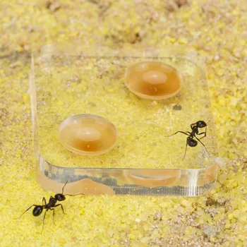 Pesek Ant Farm L z Brezplačno Mravlje in Kraljica (Formicarium)