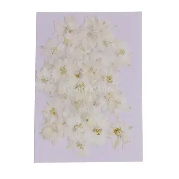 MagiDeal 50pcs/Veliko Pritisnete Cvetje Chrysanthemum za Cvetlični Umetnostne Obrti Dekor Scrapbooking svate DIY Obrti