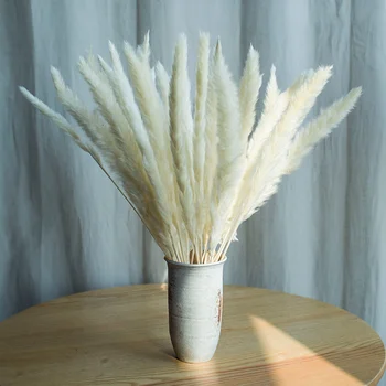 30Pcs Pampe Travo Dekorativne Bele Posušene Rastline Naravno Cvetje Bulrush Poročni Šopek Naravnih Phragmites Communis