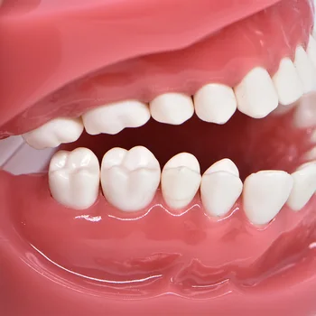 Zobni model trdi temelj Poučevanja Model Zobozdravstvu za Odrasle Standard Typodont Predstavitvene dental lab instrument zobozdravstvo