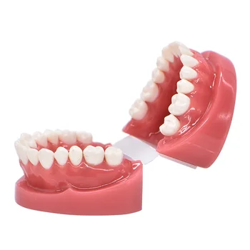 Zobni model trdi temelj Poučevanja Model Zobozdravstvu za Odrasle Standard Typodont Predstavitvene dental lab instrument zobozdravstvo