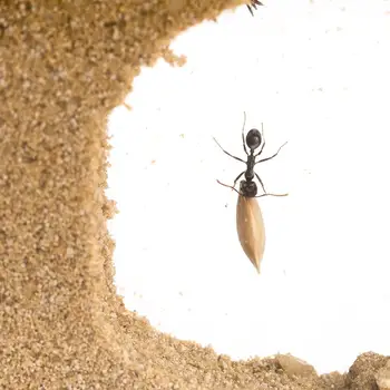Pesek Ant Farm L z Brezplačno Mravlje in Kraljica (Formicarium)